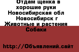Отдам щенка в хорошие руки - Новосибирская обл., Новосибирск г. Животные и растения » Собаки   